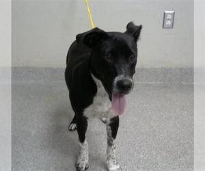 Border Collie-Unknown Mix Dogs for adoption in Pasadena, TX, USA