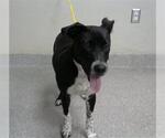 Small Border Collie Mix