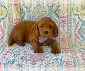 Double Doodle Puppy for sale in LANCASTER, PA, USA