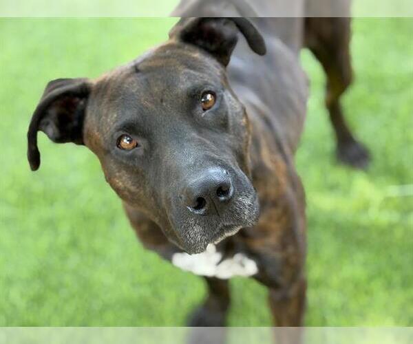 Medium Photo #2 American Staffordshire Terrier-Unknown Mix Puppy For Sale in Tallahassee, FL, USA