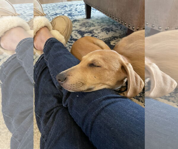 Medium Photo #6 Labsky Puppy For Sale in Virginia Beach, VA, USA