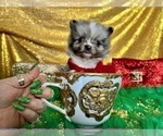 Small Photo #19 Pomeranian Puppy For Sale in HAYWARD, CA, USA