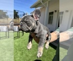 Small Photo #28 French Bulldog Puppy For Sale in PLEASANTON, CA, USA