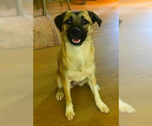 Border Terrier-Pug Mix Dogs for adoption in Ventura, CA, USA