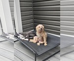 Small #1 Mutt