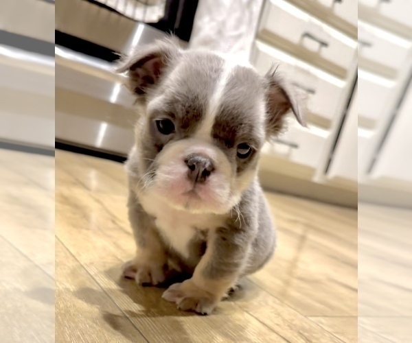 Medium Photo #3 English Bulldog Puppy For Sale in JERSEY CITY, NJ, USA