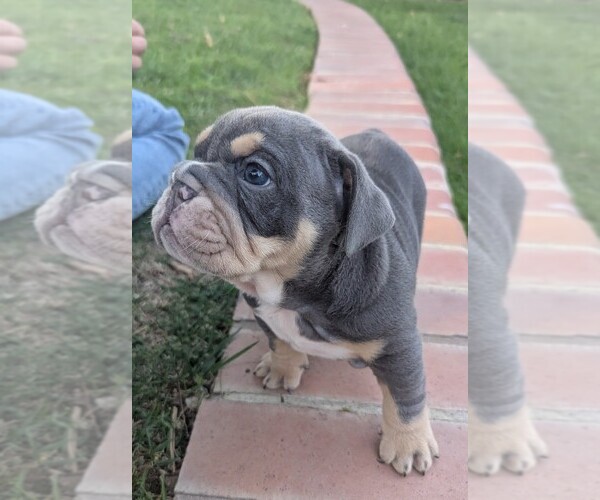 Medium Photo #3 English Bulldog Puppy For Sale in RIVERSIDE, CA, USA