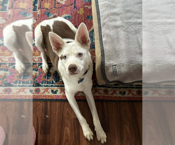 Medium Photo #3 Australian Shepherd-Unknown Mix Puppy For Sale in Aurora, IN, USA