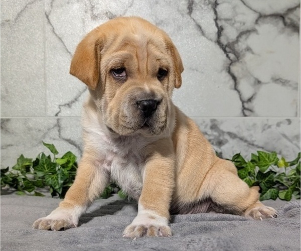 Medium Photo #5 Cocker-Pei Puppy For Sale in GOSHEN, IN, USA
