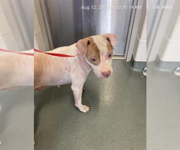 Medium Photo #1 American Pit Bull Terrier-Unknown Mix Puppy For Sale in Baytown, TX, USA