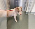 Small American Pit Bull Terrier Mix