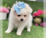 Small #10 Pomeranian