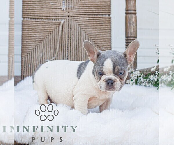 Medium Photo #3 French Bulldog Puppy For Sale in HONEY BROOK, PA, USA
