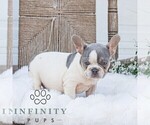 Small #2 French Bulldog