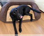 Small #3 Labrador Retriever