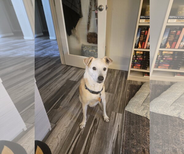 Medium Photo #1 Labrador Retriever-Unknown Mix Puppy For Sale in Chandler, AZ, USA