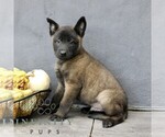 Ranger - Male Belgian Malinois Puppy for Sale - Photo #4