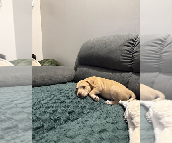 Medium Photo #3 Mutt Puppy For Sale in Brooklyn, NY, USA