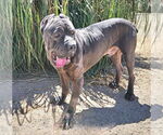 Small #3 Mutt