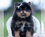 Small Photo #6 Pomeranian Puppy For Sale in WARSAW, IN, USA