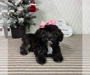 Cavapoo (Miniature) Puppy for sale in GREENFIELD, IN, USA