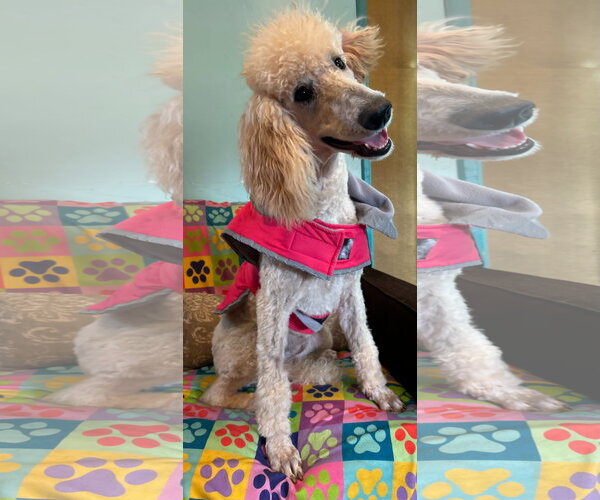 Medium Photo #4 Poodle (Standard) Puppy For Sale in Pacolet, SC, USA