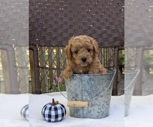 Medium Cock-A-Poo-Poodle (Miniature) Mix