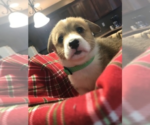 Pembroke Welsh Corgi Puppy for sale in ARTHUR, IL, USA