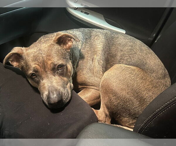 Medium Photo #5 American Pit Bull Terrier-Unknown Mix Puppy For Sale in phoenix, AZ, USA