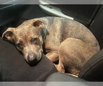 Small #4 American Pit Bull Terrier Mix