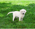 Small #3 Labrador Retriever