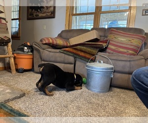 Medium Rottweiler