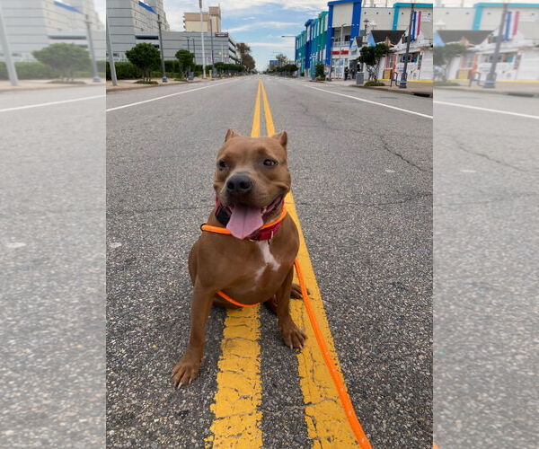 Medium Photo #23 American Pit Bull Terrier Puppy For Sale in Virginia Beach, VA, USA