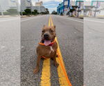 Small #22 American Pit Bull Terrier