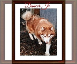 Father of the Alaskan Malamute puppies born on 04/03/2026