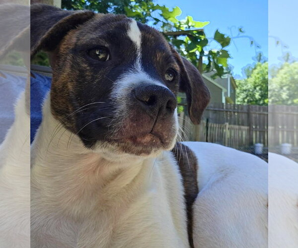 Medium Photo #3 Mutt Puppy For Sale in pomfret, CT, USA