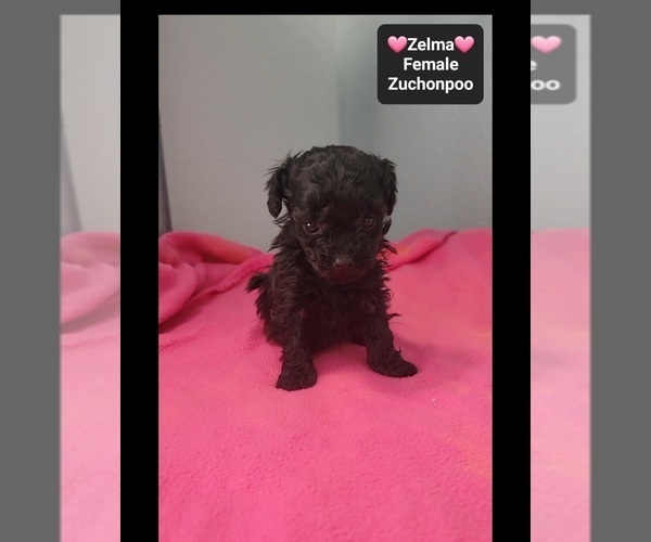 Medium Photo #2 Poodle (Toy)-Zuchon Mix Puppy For Sale in TUCSON, AZ, USA