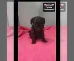 Zelma - Female Poodle (Toy)-Zuchon Mix Puppy for Sale - Photo #2