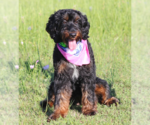 Small #3 Miniature Bernedoodle