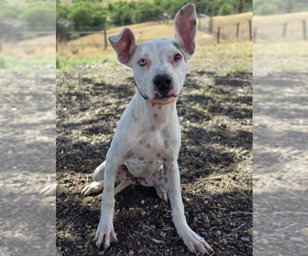 Medium Photo #2 Mutt Puppy For Sale in Lakewood, CO, USA