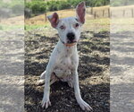 Small #1 Mutt