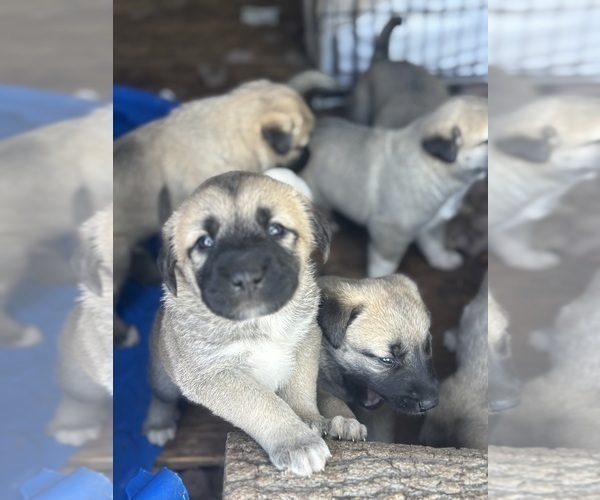 Medium Photo #8 Kangal Dog Puppy For Sale in NORCO, CA, USA