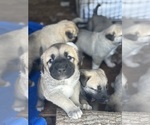 Small #7 Kangal Dog