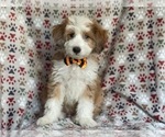 Small #13 Aussiedoodle