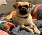 Small #1 Pug Mix