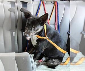 Border Collie Dogs for adoption in Stockton, CA, USA