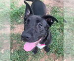 Small #43 Labrador Retriever Mix