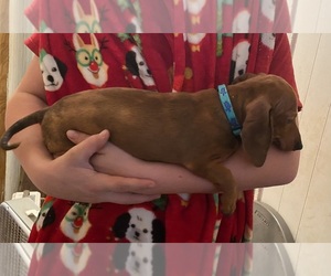 Dachshund Puppy for Sale in HACKETT, Arkansas USA