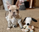 Small #2 French Bulldog