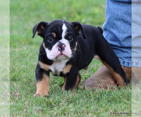 Medium Photo #9 Bulldog Puppy For Sale in WINNSBORO, TX, USA